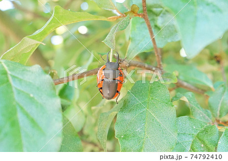 コクワガタ コクワガタ 74792410