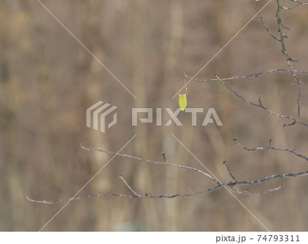 ウスタビガの繭 74793311