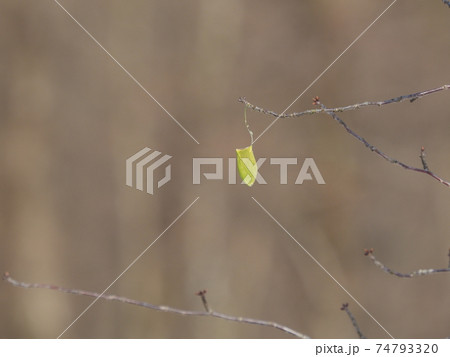 ウスタビガの繭 ウスタビガの繭 74793320