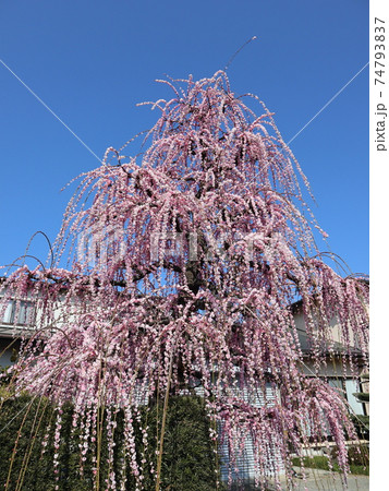 《小田原》枝垂れ梅・曽我梅林 74793837