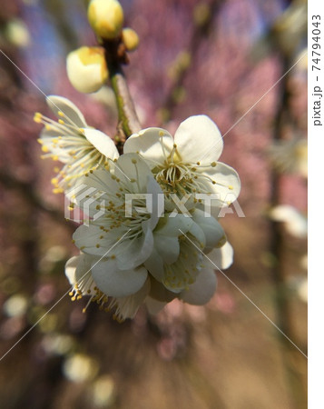 《小田原》枝垂れ梅・曽我梅林 74794043