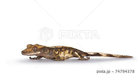 Crested Gecko on white background 74794378