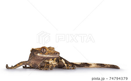 Crested Gecko on white background 74794379