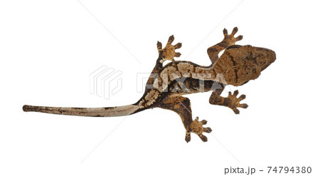Crested Gecko on white background Crested Gecko on white background 74794380