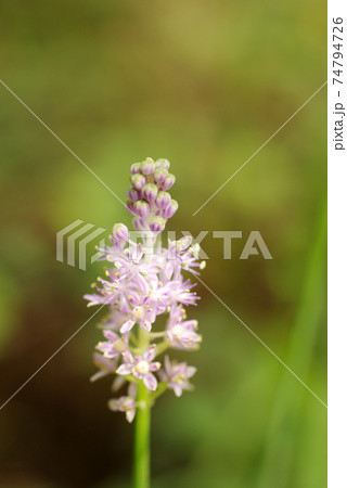 ツルボ（蔓穂）の小さなピンクの小花の房が可愛い 74794726