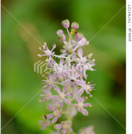 ツルボ（蔓穂）の小さなピンクの小花の房が可愛い 74794727