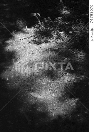モノクロの風景 モノクロの風景 74795070