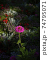 孤高の花 74795071