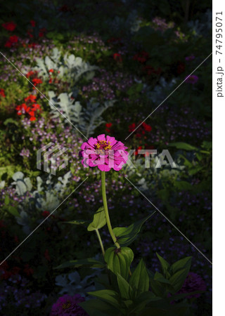 孤高の花 孤高の花 74795071