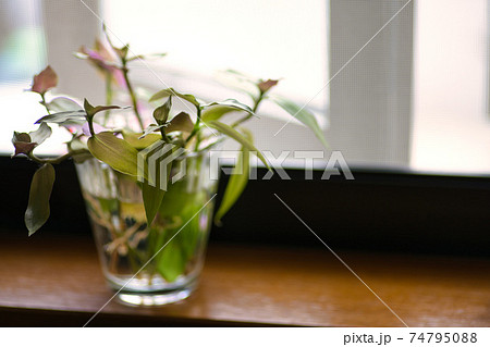 ガラスコップに入った窓辺の観葉植物の生け花の写真素材