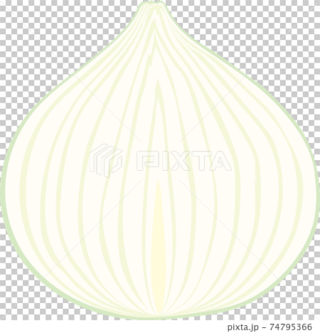 洋蔥的橫截面 洋蔥的橫截面 74795366