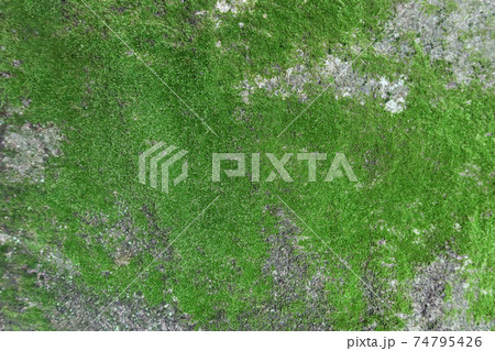 森 グリーン コケ 74795426