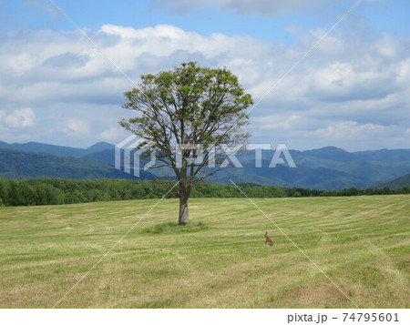 野ウサギと木 野ウサギと木 74795601