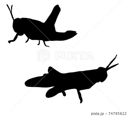 脚力があるトノサマバッタのシルエットのイラスト素材