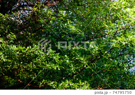 Tree leaves nature, natural, space, summer background image Tree leaves nature, natural, space, summer background image 74795750