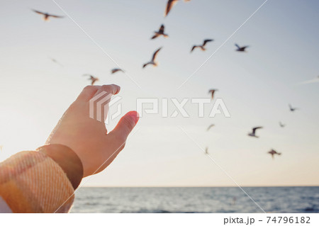 Woman's hand in sunlight close-up trying to reach out seagulls Woman's hand in sunlight close-up trying to reach out seagulls 74796182