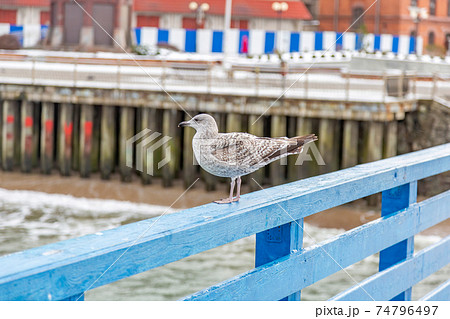 Sea gull on blue wooden railing Sea gull on blue wooden railing 74796497