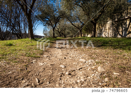 Footpath among the Olive Trees on the Coast of the Lake Garda - Veneto Italy Footpath among the Olive Trees on the Coast of the Lake Garda - Veneto Italy 74796605