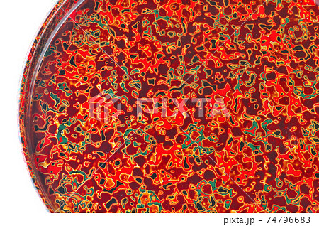 津軽塗 唐塗りの丸お盆 津軽塗 唐塗りの丸お盆 74796683