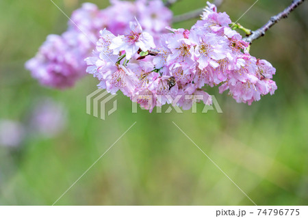 桜 さくら サクラ 74796775
