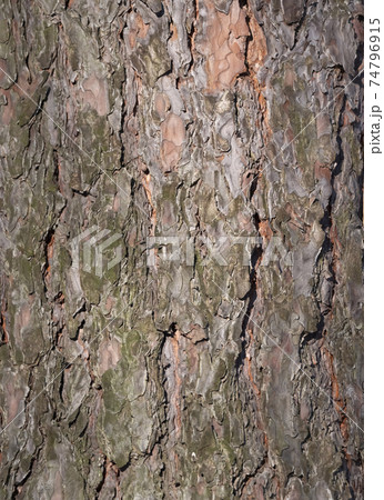 The bark of pine tree, background. The bark of pine tree, background. 74796915