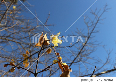 フラワーセンター　加西　【兵庫県】 74796968