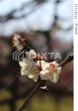 梅林園 早咲き 遅咲き 梅まつり 大阪城公園 大阪市 家族連れ 梅林園 早咲き 遅咲き 梅まつり 大阪城公園 大阪市 家族連れ 74797112