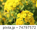 菜の花に夢中なミツバチ 74797572