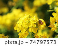 菜の花に埋もれているミツバチ 74797573