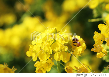 菜の花に埋もれているミツバチ 菜の花に埋もれているミツバチ 74797573