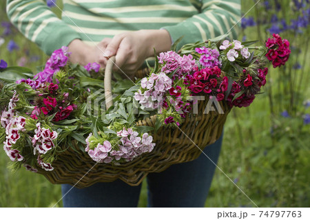 Midsection Of Woman With Basket Of Flowers 74797763