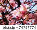 2月の小春日和に咲く河津桜 74797774