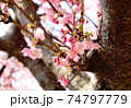 2月の小春日和に咲き始めた河津桜 74797779