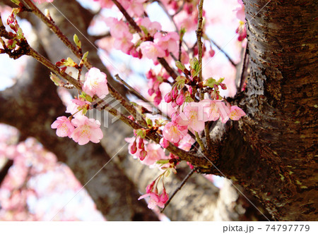 2月の小春日和に咲き始めた河津桜 2月の小春日和に咲き始めた河津桜 74797779