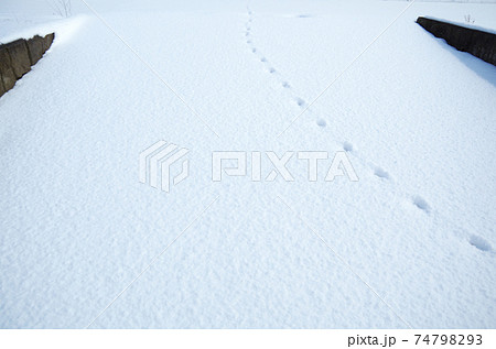 雪の積もった坂道に残る動物の足跡 74798293