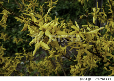 Beautiful Forsythia yellow flowers on bush at springtime. 74798334