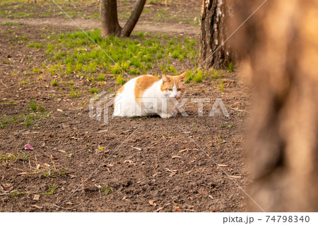 Homeless cats. Cats walk along the street. 74798340