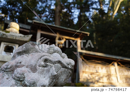 夕暮れの鳥住春日神社の狛犬 黒滝村 夕暮れの鳥住春日神社の狛犬 黒滝村 74798417
