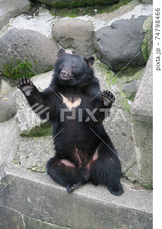 餌をねだる熊 餌をねだる熊 74798466