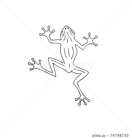 Vector Hand Drawn Doodle Sketch Frog Stock Illustration