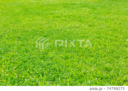 Bright green lawn in a city park 74799275