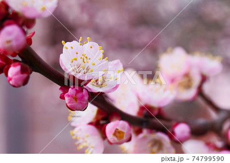Beautiful pink blossom tree in spring time Beautiful pink blossom tree in spring time 74799590