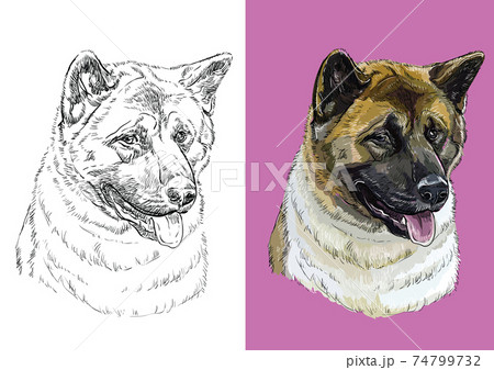 Vector illustration portrait of dog American akita Vector illustration portrait of dog American akita 74799732