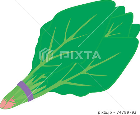 ほうれん草のイラスト素材