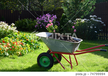 Wheelbarrow full of compost on yard 74799994