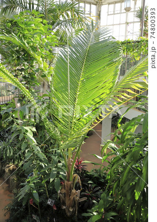 川口市立グリーンセンター　大温室内の植物（ココヤシ）埼玉県県川口市 74800393