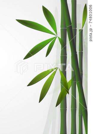 Bamboo background over white Bamboo background over white 74801006
