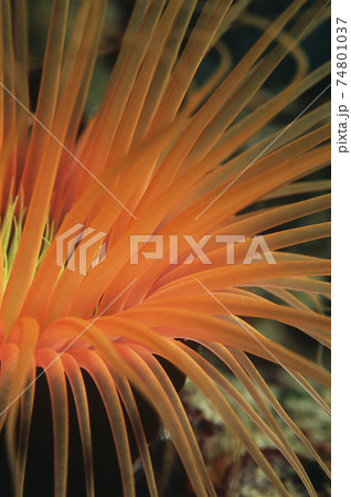 Orange tube anemone, close-up Orange tube anemone, close-up 74801037