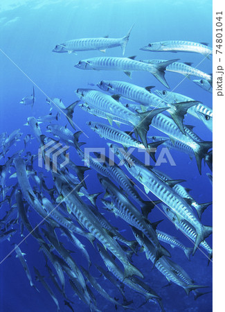 School of blackfin barracuda fish 74801041