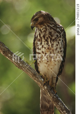 Merlin (Falco columbarius) perching on branch 74801319